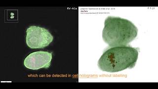 Labelfree holographic tomography reveals virusinduced cytopathic effects in live cells [upl. by Akeemaj]