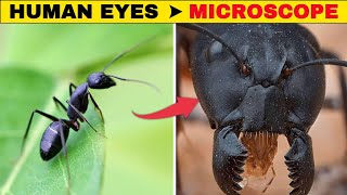 5 Things That You Can See Only Under Microscope 😮🤯  TruthBytes facts Trending1 [upl. by Treblig]