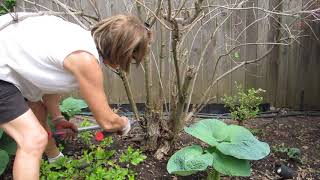 Coppicing an Old Weigela [upl. by Madelene]