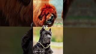 Tibetan mastiff vs Cane corso vs Kangal dog viral shorts [upl. by Zachariah]