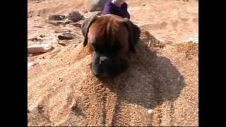 Boxer Dog at the Beach [upl. by Slavin]