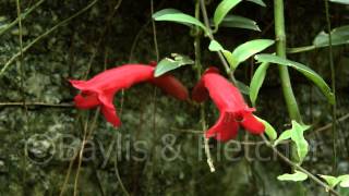 Aeschynanthus parvifolius Malaysia 20140506171809m2ts [upl. by Rhoades]