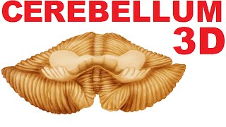 Cerebellum Anatomy  Lobes and Structures  Cerebellum 1 [upl. by Varipapa176]