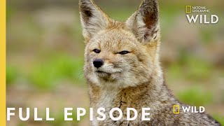 Life without Water Full Episode  Wild Chile [upl. by Altheta231]