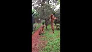 Tiger jumps to catch meat filmed in slowmotion animals tigers slowmotion rescue [upl. by Alcott326]