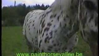 appaloosa [upl. by O'Hara]