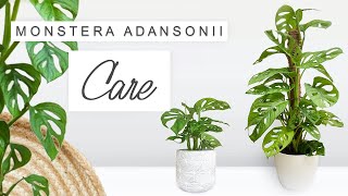 Monstera Adansonii Complete Care Guide 🌿 Tips  Tricks Propagation  ALL YOU NEED TO KNOW 🌱 [upl. by Rodmann]