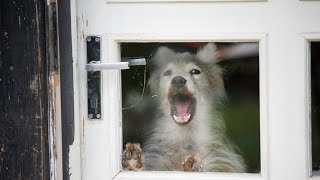 Man Hears Dog Barking NonStop When He Goes To Check It Out He Turns Pale [upl. by Ness]