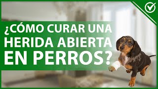 🔴Que los GUSANOS No se COMAN Tu Perro ⏩ Como CURAR una HERIDA infectada con GUSANOS en un PERRO✅ [upl. by Hgieleak]