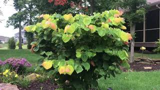 Plant Review Cercis canadensis The Rising Sun [upl. by Wilen]