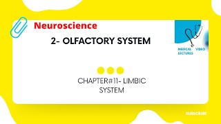 Olfactory system  CHAPTER11 LIMBIC SYSTEM [upl. by Nauqram]