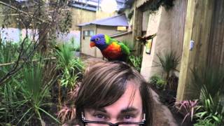 Lorikeet Landing at West Midland Safari Park [upl. by Hwang]