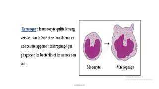 EB8  Biologie Chapter 1 Act 2 [upl. by Yorker]