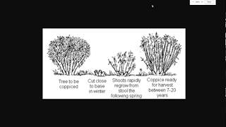 Best Trees To Coppice and Uses For Coppiced Trees [upl. by Elizabet]