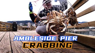 DUNGENESS CRAB TRAPPING  AMBLESIDE PIER  MAY 4 2024 crab dungenesscrab amblesidefishing [upl. by Enyrb55]