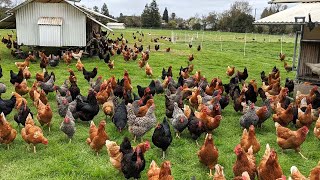 How American Farmers Raise Millions Of Poultry In The Pasture  Chicken Farming [upl. by Dill757]