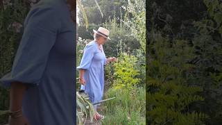 What can I achieve in my garden in 10 minutes englishgarden countrygarden gardener mygarden [upl. by Ahsiki104]