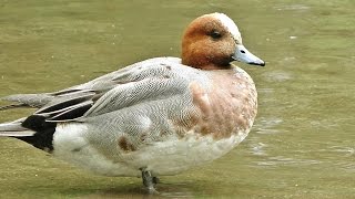 Wigeon at Tehidy Woods [upl. by Ailalue]