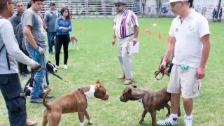 APBT Mexico deporte pit [upl. by Ulphiah]