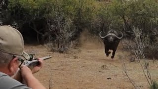 Buffalo charge Buffalo hunting Heym Double Rifles Hunting Buffalo with double rifles Safari [upl. by Niras]