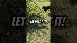 Doberman startled by something in the bush [upl. by Serolod]