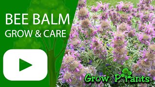 Bee balm  grow amp care Monarda lambada [upl. by Valentino]