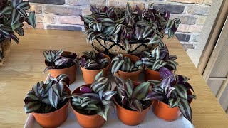 New plant introduce Tradescantia Nanouk Care Tips Prunning and Propagation  Plant Vlog 2022 [upl. by Onitselec572]