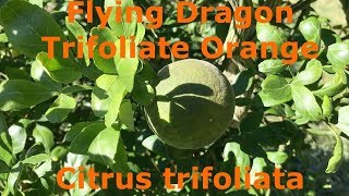 Flying Dragon Trifoliate Orange Citrus trifoliata [upl. by Elamef527]