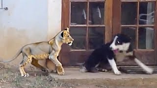 You Must See To Believe Rare Animal Moments Caught on Camera [upl. by Joung977]