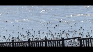 満潮を過ぎた東よか干潟有明海のシギ・チドリ  Shorebirds after high tide at Higashiyoka tidal flat [upl. by Elleinahc939]