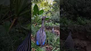 vulturine guinea fowl [upl. by Ekram]