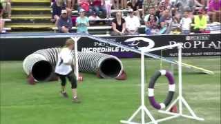 Large Dog Agility 1st Place  Incredible Dog Challenge 2015 Huntington Beach CA [upl. by Euqinorev]