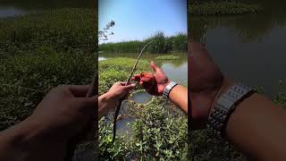 Fishing for big crucian carp in grassy holes [upl. by Nerradal]