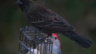 Red bellied woodpecker birds birdwatching nature Minnesota Woodpecker [upl. by Nikos]