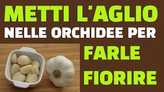 Metti laglio nelle orchidee per farle fiorire Funziona [upl. by Peednam]