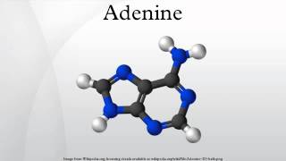 Adenine [upl. by Notseh274]