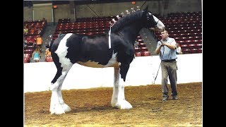 9 FATOS SOBRE O CLYDESDALE [upl. by Peggir149]