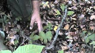 Identifying Ginseng and Goldenseal [upl. by Emoryt148]