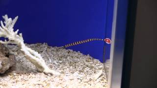 オイランヨウジ Banded pipefish／Ringed pipefish [upl. by Pirozzo]