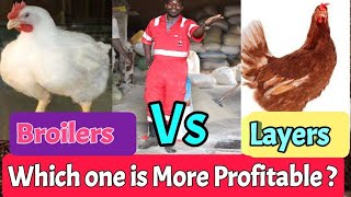 Broilers or Layers Which one is more Profitable for a starting poultry farmer [upl. by Nolitta]