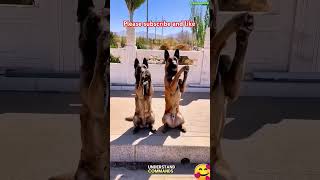 Best training K9 Dog lovers shortsdog viralvideo [upl. by Huckaby]