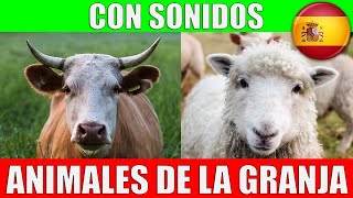 LA OVEJA 🐑  Videos educativos para niños Documentales para niños animales de la granja [upl. by Ainit]