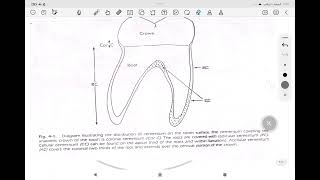 periodontology cementum مرحلة رابعة طب اسنان [upl. by Aip]