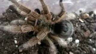 Tarantula Feeding Video 25  Best yet [upl. by Swigart]