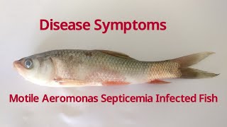 Motile Aeromonas Septicemia infected fish Labeo rohita [upl. by Laehpar]