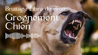 Grognement de Chien  Bruitage Libre de Droit [upl. by Ferullo]