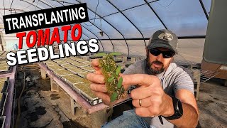 HYDROPONIC TOMATO TRANSPLANTING [upl. by Aicekat]