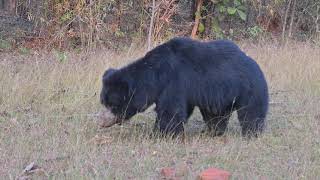 The biggest sloth bear 🐻tadoba camerarentaltadoba wildlife [upl. by Solakcin]