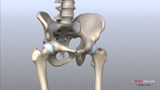 Hip Anatomy Animated Tutorial [upl. by Alicea]