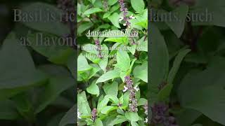 Basil basil basilbenefits herbs herbalist herbalism herbaltea [upl. by Noby]